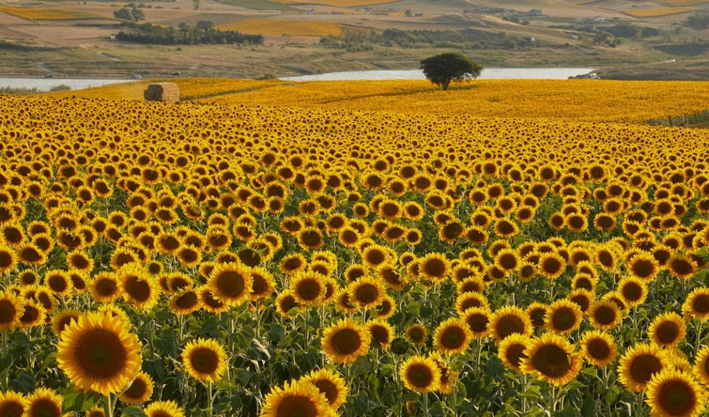 découvrez dimensione natura, un espace dédié à la nature et au bien-être, où vous trouverez des produits écologiques, des conseils pour un mode de vie durable et des idées pour se reconnecter à l'environnement. explorez nos collections et laissez-vous inspirer par la beauté naturelle.