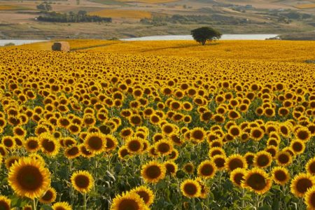 découvrez dimensione natura, un espace dédié à la nature et au bien-être, où vous trouverez des produits écologiques, des conseils pour un mode de vie durable et des idées pour se reconnecter à l'environnement. explorez nos collections et laissez-vous inspirer par la beauté naturelle.