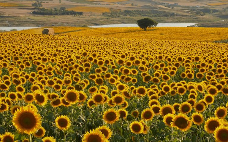 découvrez dimensione natura, un espace dédié à la nature et au bien-être, où vous trouverez des produits écologiques, des conseils pour un mode de vie durable et des idées pour se reconnecter à l'environnement. explorez nos collections et laissez-vous inspirer par la beauté naturelle.