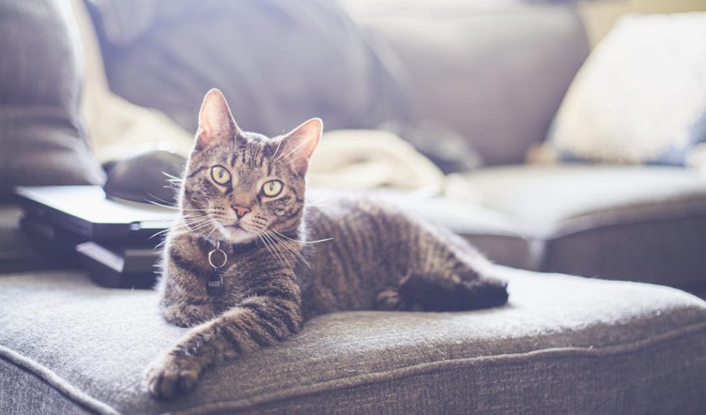 découvrez notre sélection de colliers pour chats, alliant style et confort. offrez à votre félin un accessoire tendance et sécurisé, adapté à toutes les tailles et personnalités. idéal pour les promenades et l'identification, nos colliers sont non seulement pratiques mais aussi élégants.