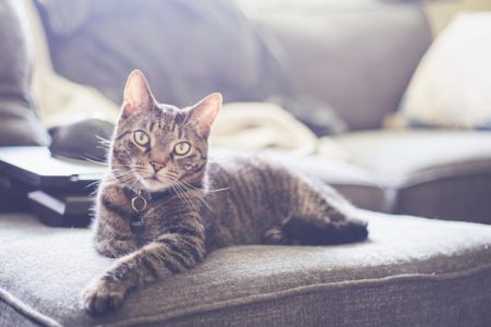 découvrez notre sélection de colliers pour chats, alliant style et confort. offrez à votre félin un accessoire tendance et sécurisé, adapté à toutes les tailles et personnalités. idéal pour les promenades et l'identification, nos colliers sont non seulement pratiques mais aussi élégants.