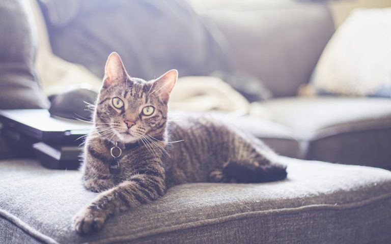 découvrez notre sélection de colliers pour chats, alliant style et confort. offrez à votre félin un accessoire tendance et sécurisé, adapté à toutes les tailles et personnalités. idéal pour les promenades et l'identification, nos colliers sont non seulement pratiques mais aussi élégants.