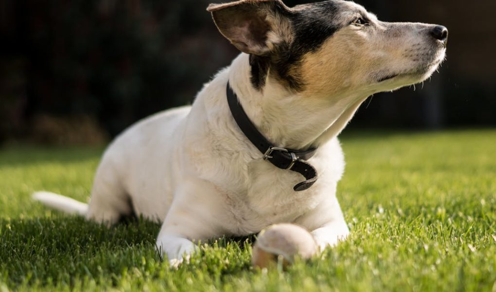 découvrez notre large sélection de colliers pour chiens alliant confort, style et sécurité. offrez à votre fidèle compagnon un accessoire à la fois pratique et tendance, adapté à toutes les tailles et races.