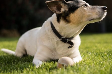 découvrez notre large sélection de colliers pour chiens alliant confort, style et sécurité. offrez à votre fidèle compagnon un accessoire à la fois pratique et tendance, adapté à toutes les tailles et races.