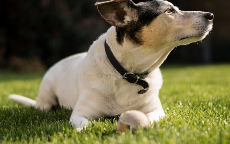 découvrez notre large sélection de colliers pour chiens alliant confort, style et sécurité. offrez à votre fidèle compagnon un accessoire à la fois pratique et tendance, adapté à toutes les tailles et races.