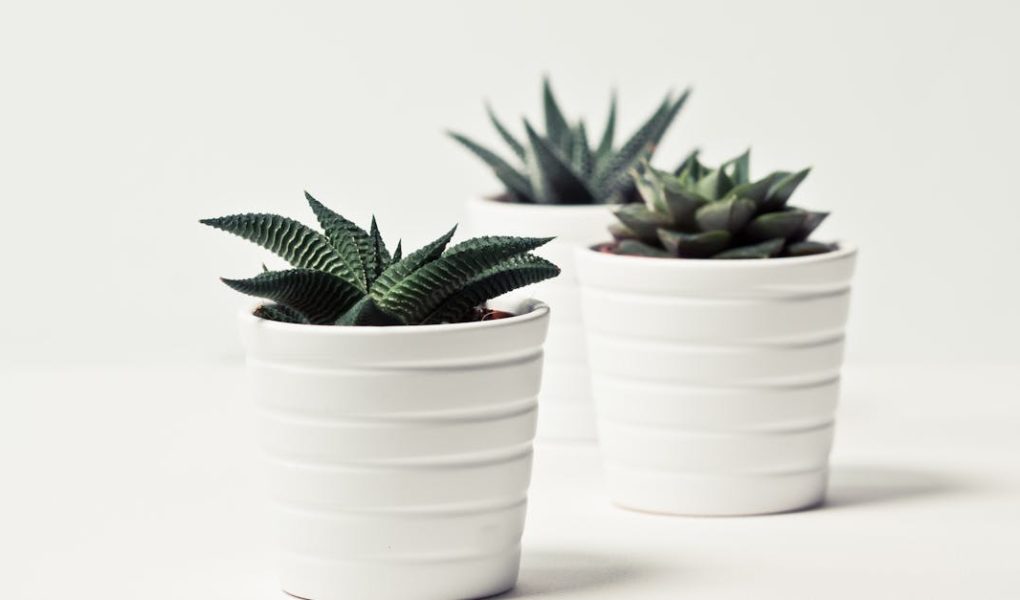 découvrez des idées inspirantes, des conseils pratiques et les dernières tendances pour transformer votre intérieur avec style et élégance. tout sur la décoration pour chaque pièce, du salon à la chambre.