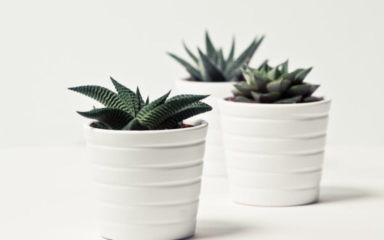 découvrez des idées inspirantes, des conseils pratiques et les dernières tendances pour transformer votre intérieur avec style et élégance. tout sur la décoration pour chaque pièce, du salon à la chambre.